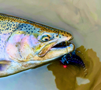 Low water, big steelhead: get ready for fall run